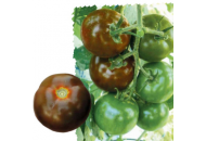 Мавр F1 - томат індетермінатний, Lark Seeds (Ларк Сідс), США фото, цiна